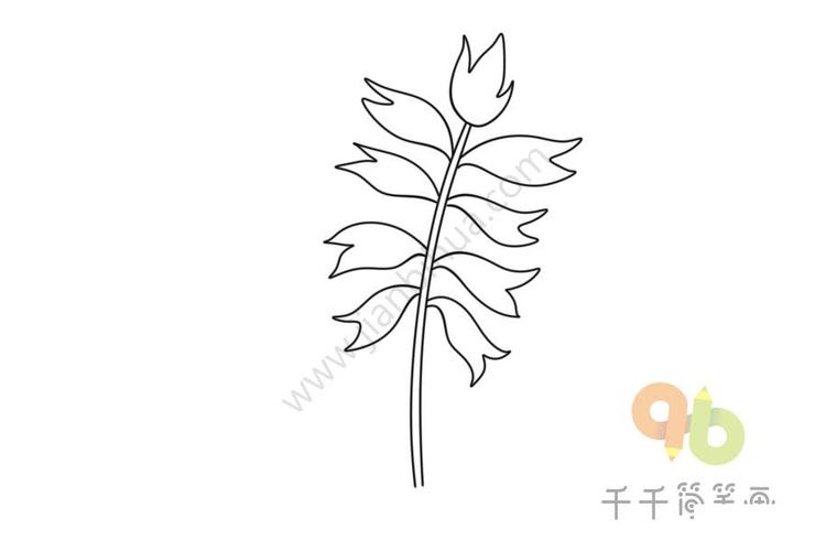 一串红简笔画步骤图