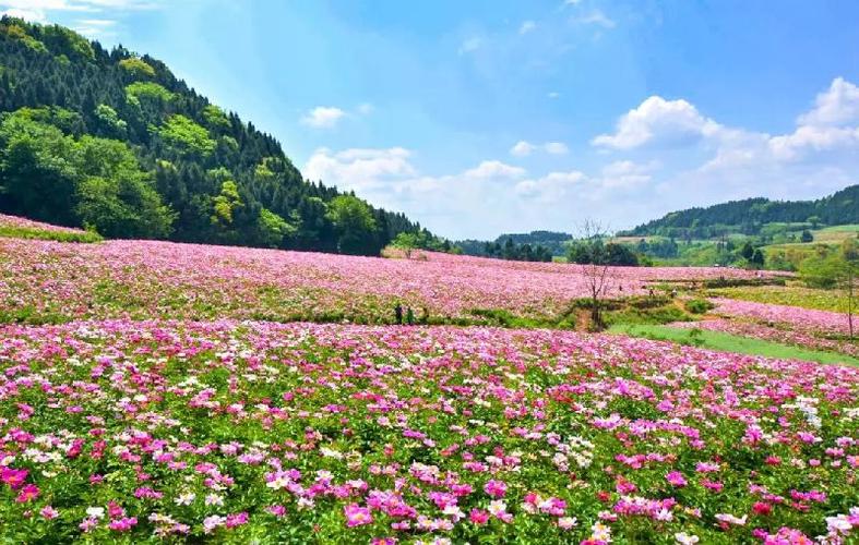 2018五一成都周边赏花一日游推荐_游玩线路指南_免费旅游景点一览