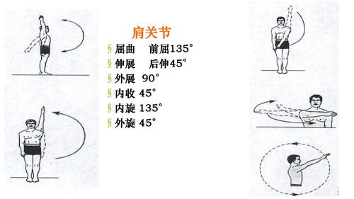 肩关节 §屈曲 §伸展 §外展 §内收 §内旋 &