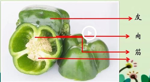 2.剥开瓜子. 3.从外到内观察果实的切面,填写实验记录单44.
