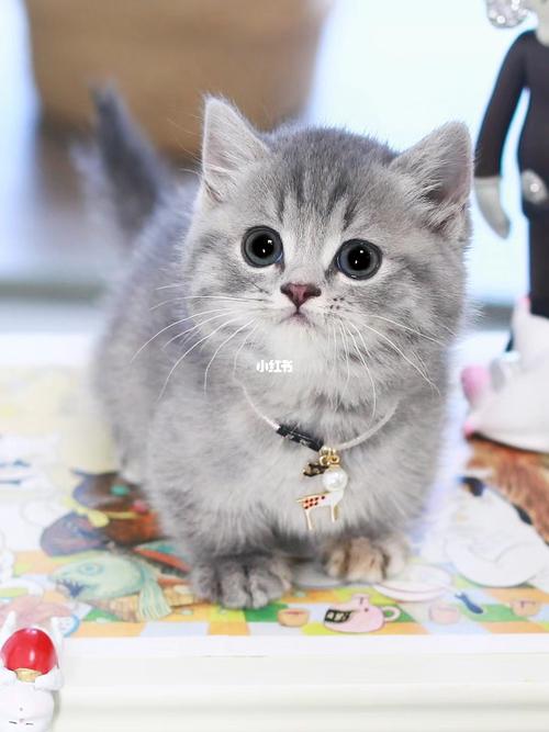 93: 曼基康蓝虎斑矮脚妹妹_曼基康_矮脚猫_曼基康矮