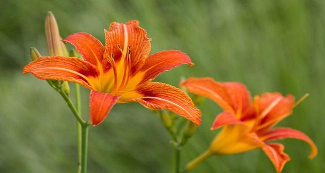 萱草的寓意和象征