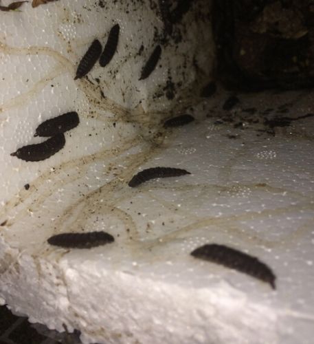 这是什么虫,有好多~~怎么办?