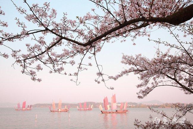 最美鼋头渚,看樱花开落飘成湖