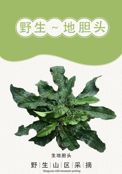 大山新鲜有机地胆头煲汤料红花地斩头草根苦地胆去湿中药材带叶