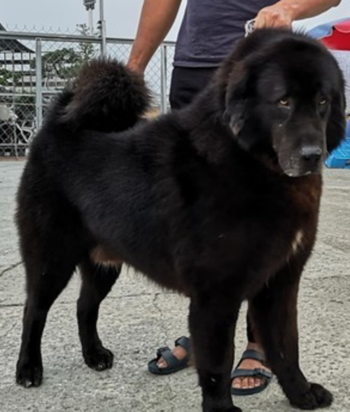 7只藏獒赶赴医院,为同伴献血,网友:以为是黑社会出街呢