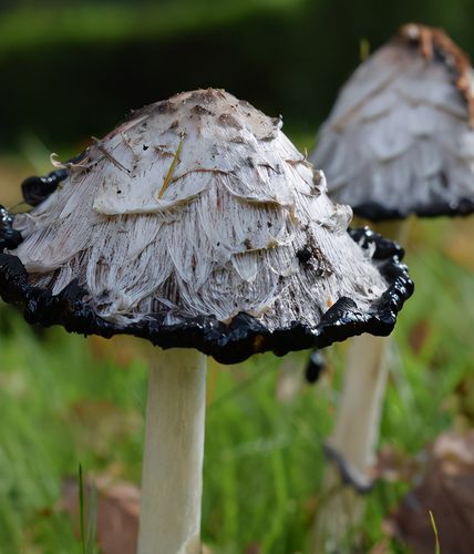 这样: 还有这样: 这样: 还有这样: 墨汁鬼伞又名鬼盖,鬼伞,鬼屋,鬼菌