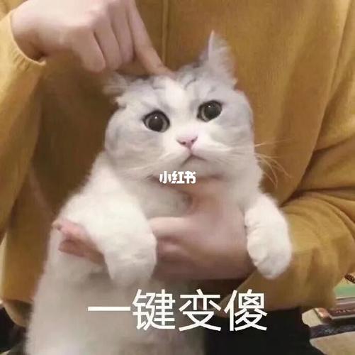 不可思议的表情包_表情包_素材_表情包