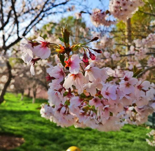 大连203樱花园(手机拍)2020.4.20