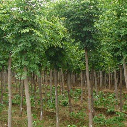 当前热销速生白蜡种子观叶白蜡树大叶小叶白蜡籽青榔木白荆树金叶对节