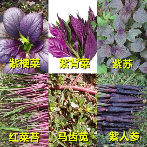 四季春播紫背紫苏野菜梗红菜苔芝麻家庭园艺种子