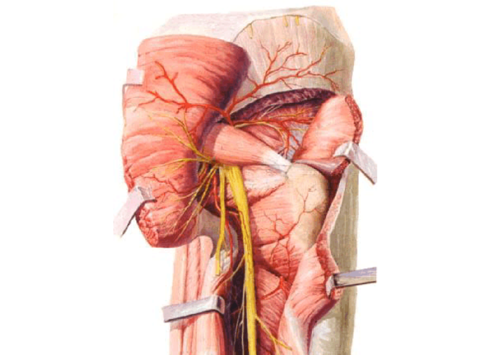 臀上神经 臀下神经 坐骨神经 阴部神经 股后皮神经