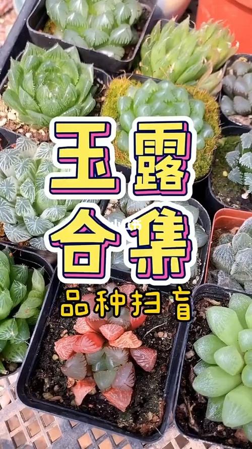 玉露_多肉植物_家居家装_家居装饰