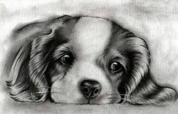 素描狗狗