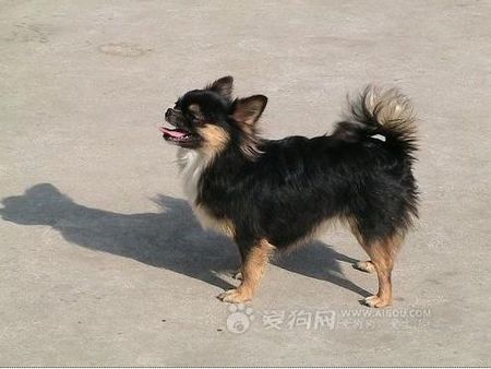 这是什么种类的蝴蝶犬啊?