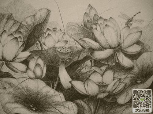 小学生关于荷花的铅笔画绘画图片-荷花池美景(5)