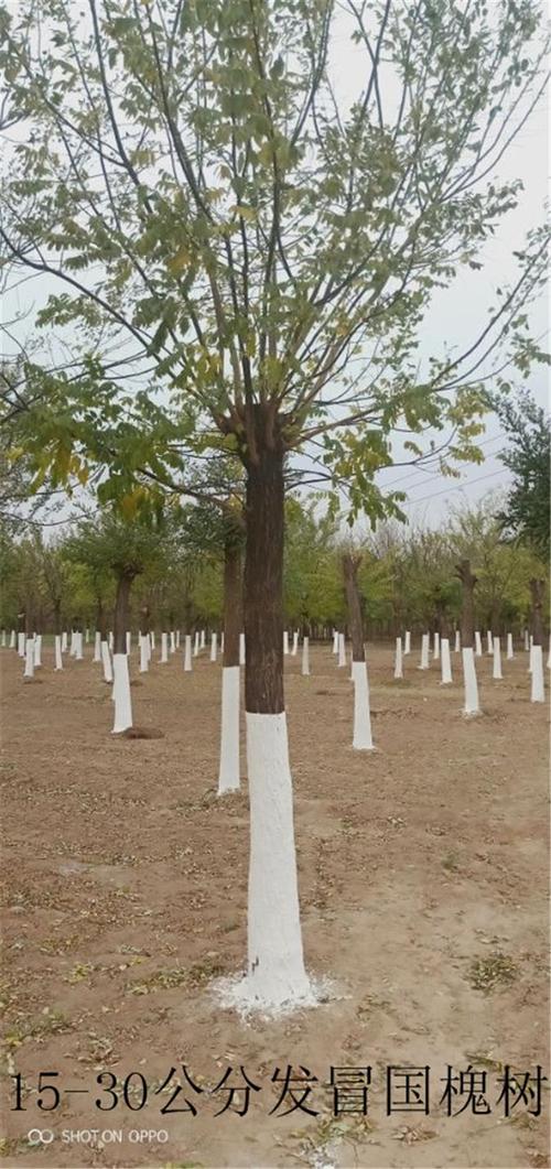 国槐种植苗圃在线咨询立享优惠