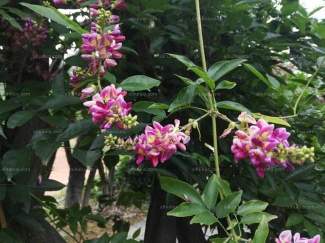 鸡血藤图片_粉的鸡血藤图片大全 - 花卉网