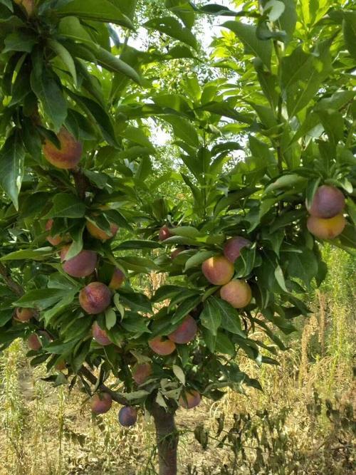 大红袍李子苗 李子树杏树桃树苹果树苗木成年大树小树苗果树