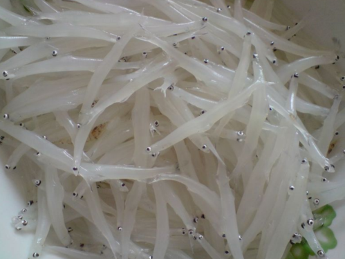 中国四大名鱼之银鱼图片