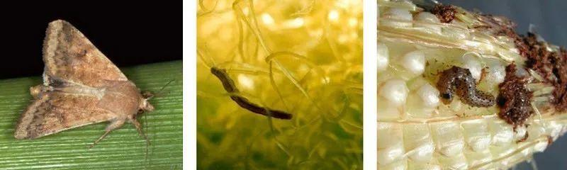 ecb幼虫侵染植株 ecb幼虫侵染 西南玉米螟对玉米秸秆的破坏 成虫