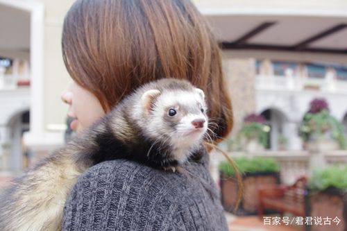宠物拔草篇:想养宠物雪貂?那你一定要先看看它的这些