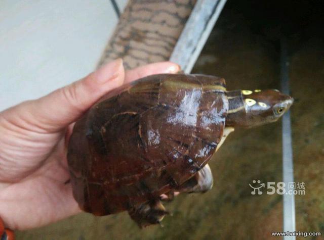 海南四眼种龟3公1姆,8两1.3斤4-5两亚成1对