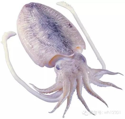 乌贼=墨鱼