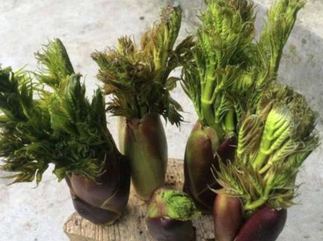 刺老芽号称山野菜之王凭什么价格比肉贵怎么做好吃