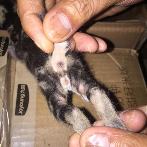 小猫公母怎么分