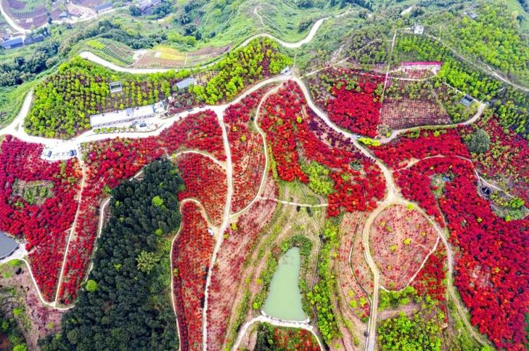 重庆巴南:春风拂过松木嘴,漫山红枫似彩霞