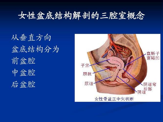 女性盆底结构解剖的三腔室概念 从垂直方向 盆底结构分为 前盆腔 中