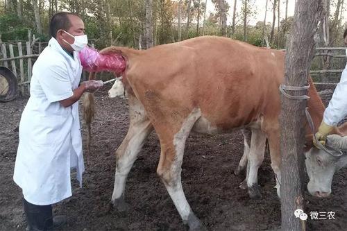 上图:六十三,给朋友家的母牛人工发情和人工授精五,邻居和本村养殖户