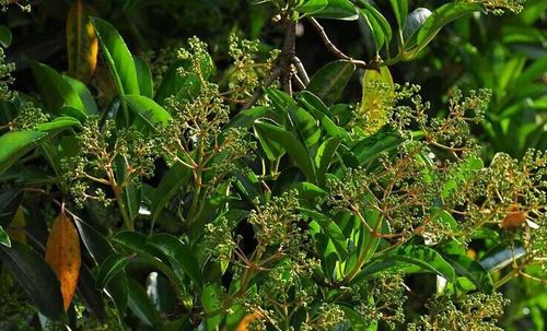 日本冬青繁殖_造型日本冬青树_日本金叶冬青_冬青与青