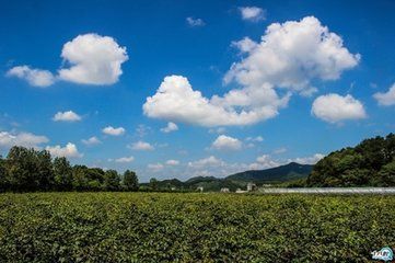 猕猴桃林_360图片