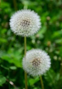 白色蒲公英