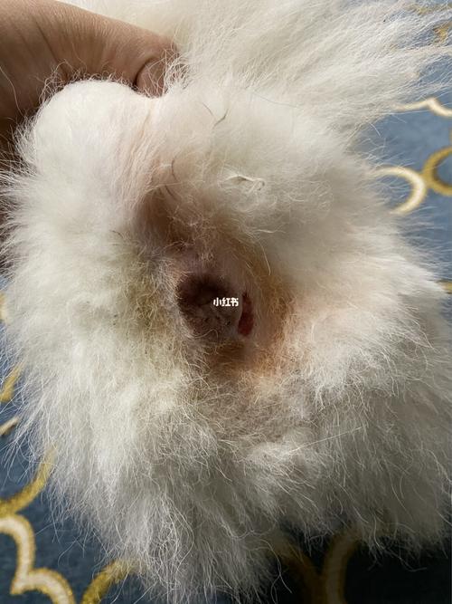 狗狗肛门腺发炎溃烂_发炎_狗狗_宠物_狗_养狗经验