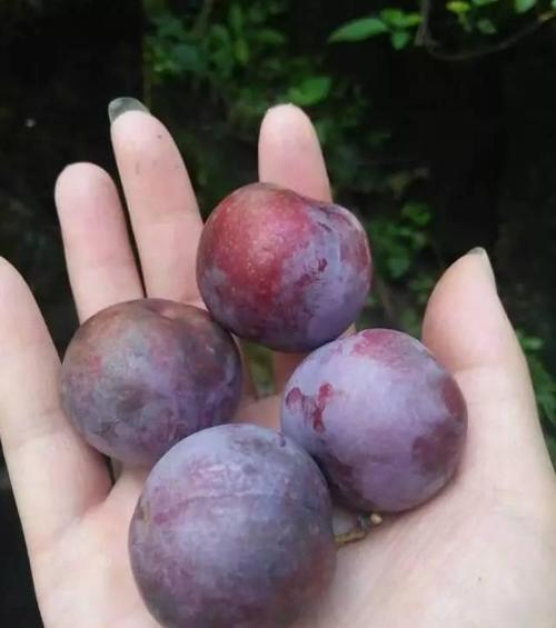 再由浅红变深红,最后红得似黑,犹如猪血      每年的6-7月是李果