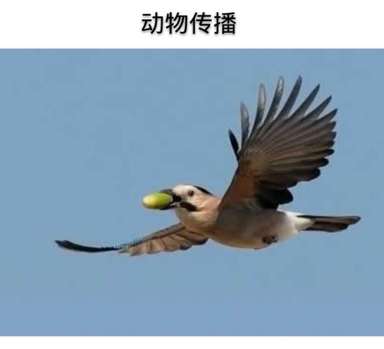 《种子是怎样传播的》