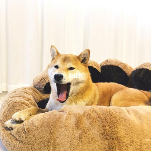小黄狗的小黄窝_宠物_柴犬_我家宠物真可爱_宠物_狗