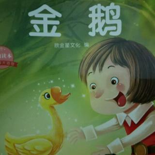 金鹅