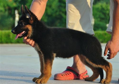 德国牧羊犬怎么喂最好德牧幼犬该怎么喂