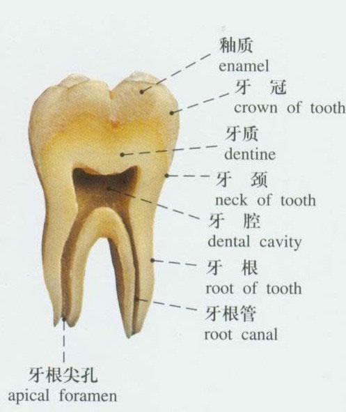 人体牙的构造示意图-人体解剖图