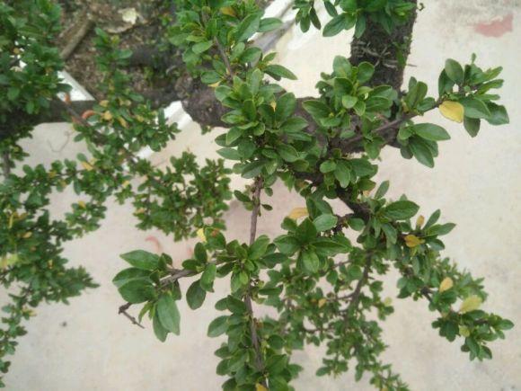 铁马鞭下山叶子蔫 发黄 怎么办 图片