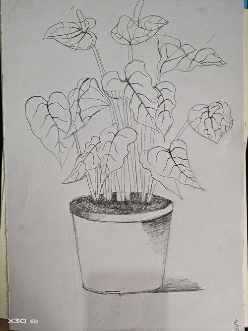 一般直接以实物为对象进行描绘,通过植物线描写生,练习写生的技法