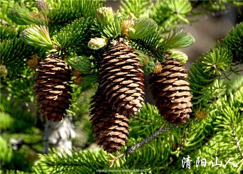 宝清县风景【云杉球果】清阳山人