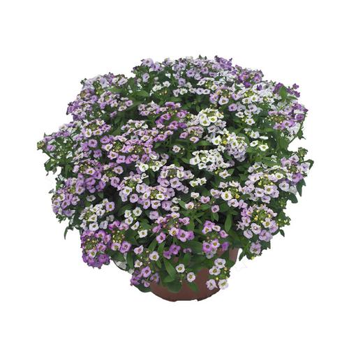 花籽 室内花卉阳台盆栽易种 花种子 春播 四季播 进口香雪球种子