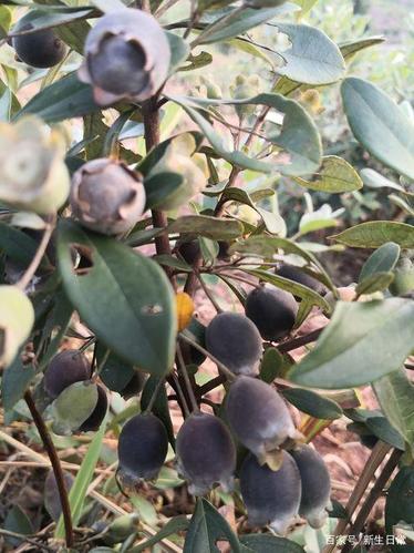 近200多亩的山上 种上了7万多颗的山捻子树 树上结满了沉甸甸的果实