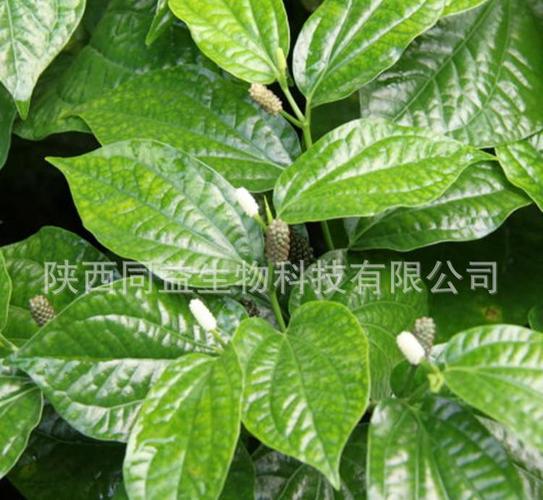 蒌叶提取物 蒌叶茎叶提取商品大图