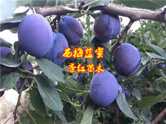西梅蓝蜜李子苗介绍